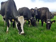 What makes a Great Grazing variety?