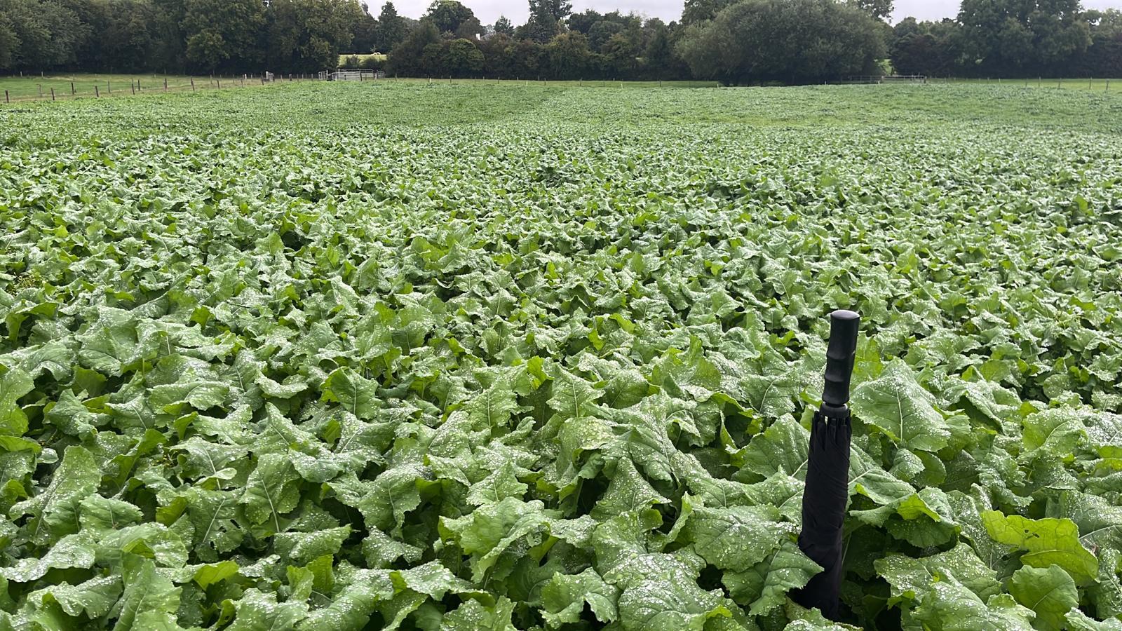 New Hybrid Brassica Leading The Way In Irish Trials