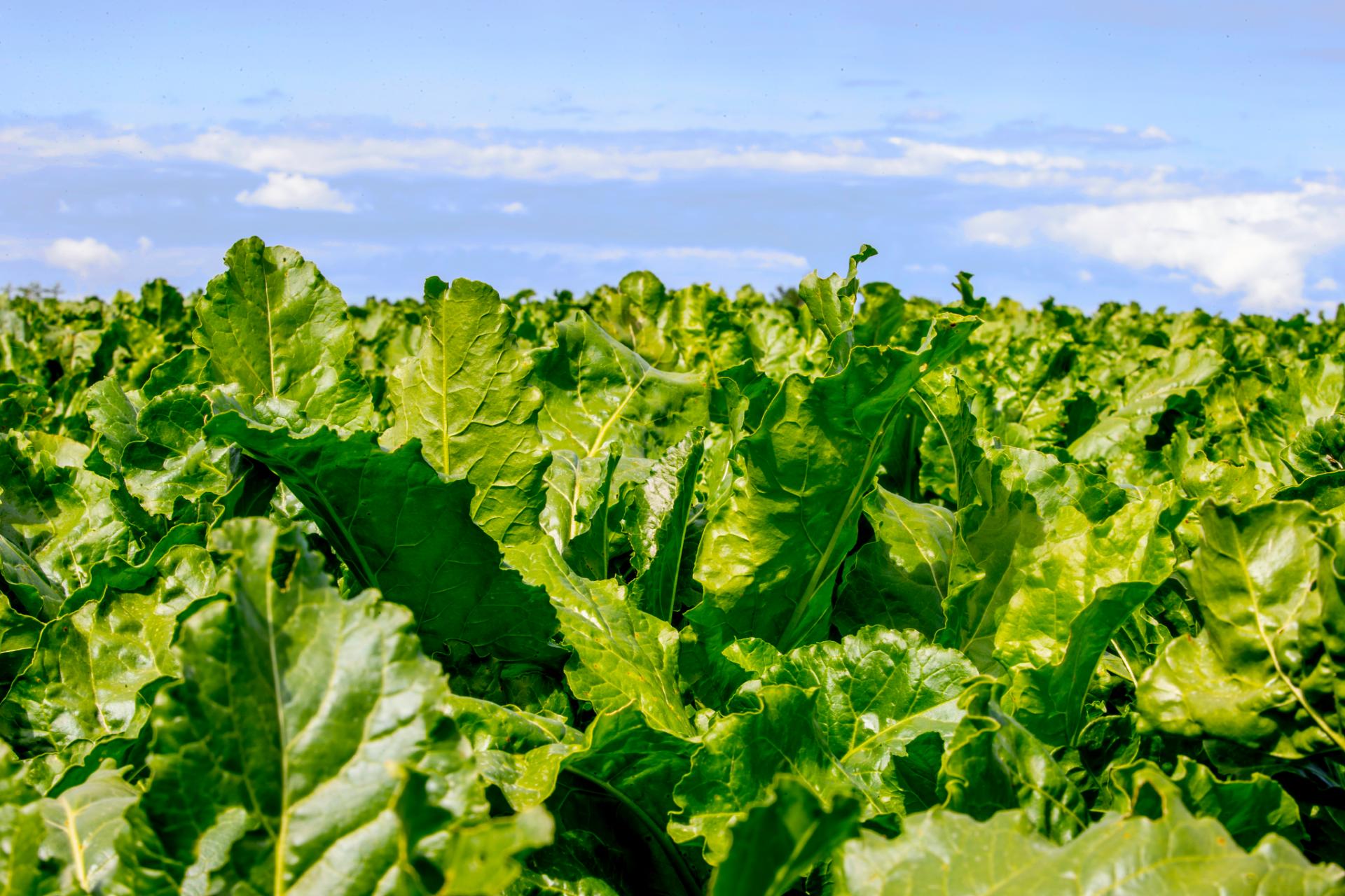 Red Clover Silage An Attractive Option For Both Livestock And Tillage Farmers In 2024