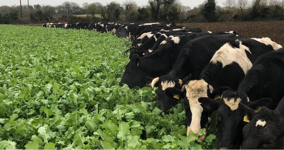 How Much Forage Rape Do I Need For This Coming Winter?