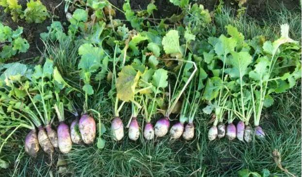 Sow Tyfon to increase Lamb performance this autumn