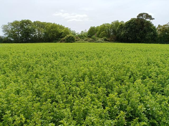 Drop of rain on grass straw