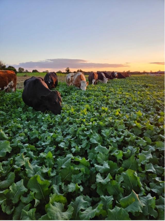 Brassicas Benefit your farm’s Bottom Line